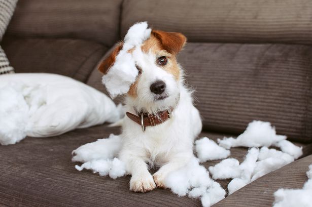 intentional pet damage.jpg