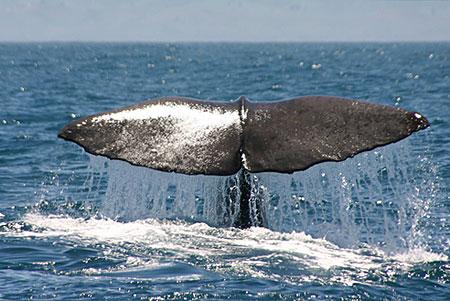 Whale Watch Kaikoura